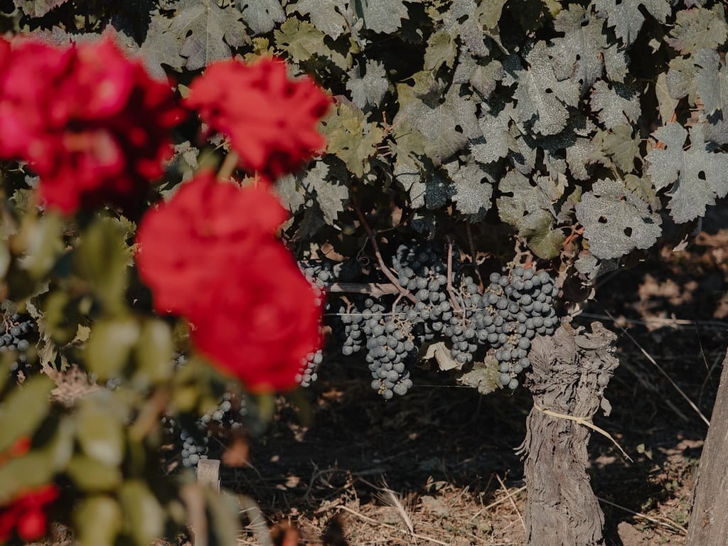 Bordeaux in voller Blüte: Ein Frühlingsführer zu Weinproben, Gastronomie und Flussufer-Charme