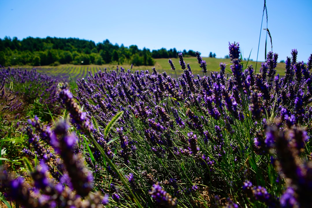 Provence'ta Bahar: Marsilya ve Lavanta Tarlalarında Gastronomi Yolculuğu (Nisan-Mayıs 2026)