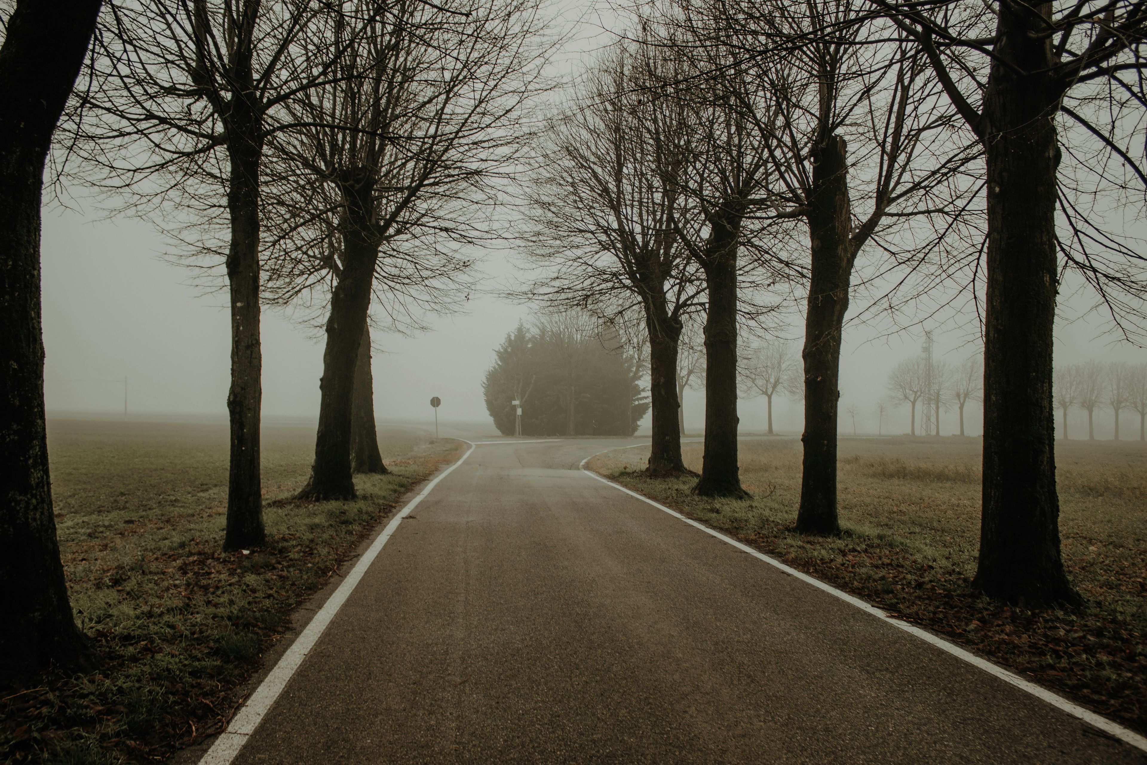 Tree-lined country road on a foggy, overcast winter day