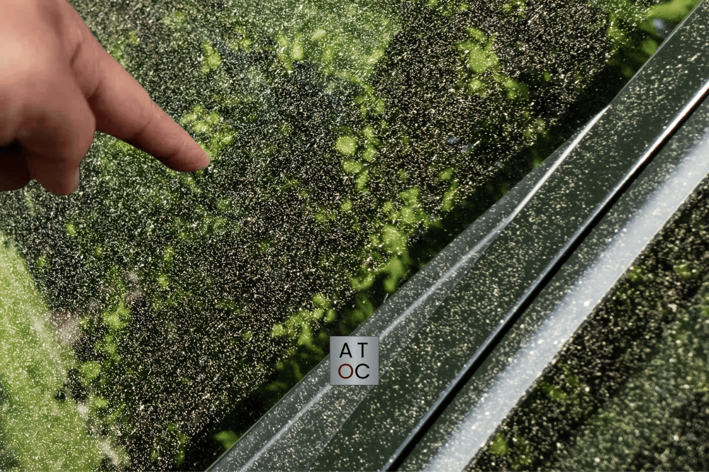 Pollen-Accumulation-On-Windows