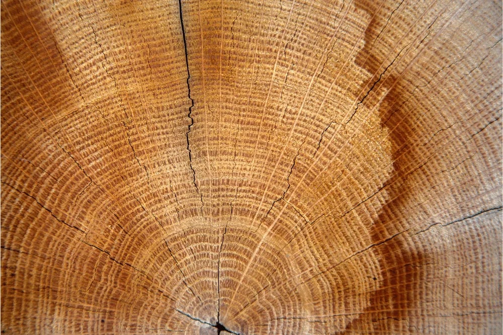 Wood-Drying-Process-Times