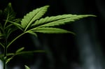 Starting June 9, Marijuana sanctions will be abolished esteban-lopez-_k6g3qSnYIo-unsplash