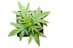 marijuana plant in a pot, seedlings, isolated background, top view