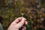 Thailand's government goes mushroom hunting to help the country's sad citizens artur-kornakov-EUhn2h-FgZc-unsplash