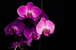 maria-ten-ywEfzLduYB4-unsplash
