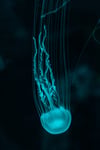 Girl in stable condition following heart arrest caused by jellyfish uriel-soberanes-5hc56cf64Gc-unsplash