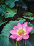 dlkr-LxesXgoCjAU-unsplash