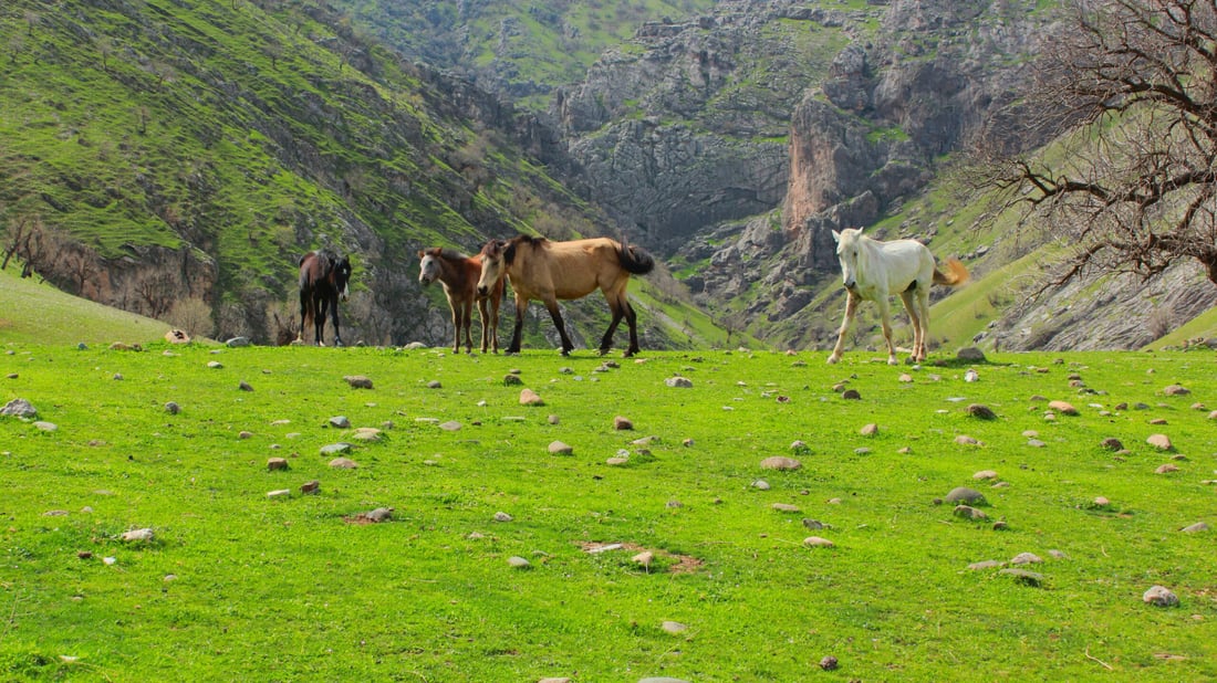 صور: ليست ريف سويسرا.. تجوال حر للخيول في “لبانة” أجمل قرى السليمانية