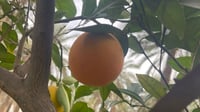 أول قطفة برتقال من كربلاء بعد الوباء المدمر.. لذيذ ويفو...