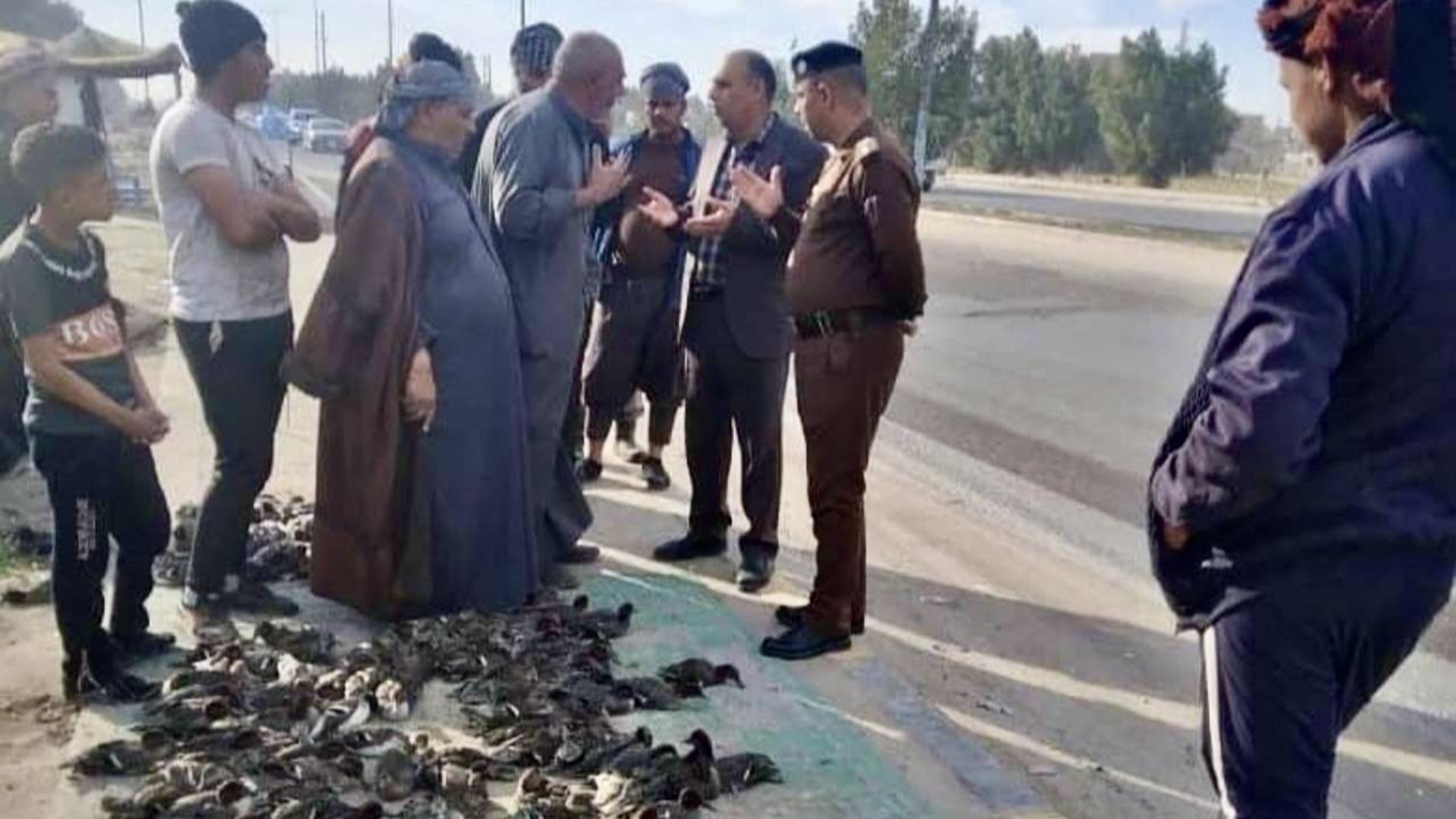 صور: النجف تحرر المئات من طيور 