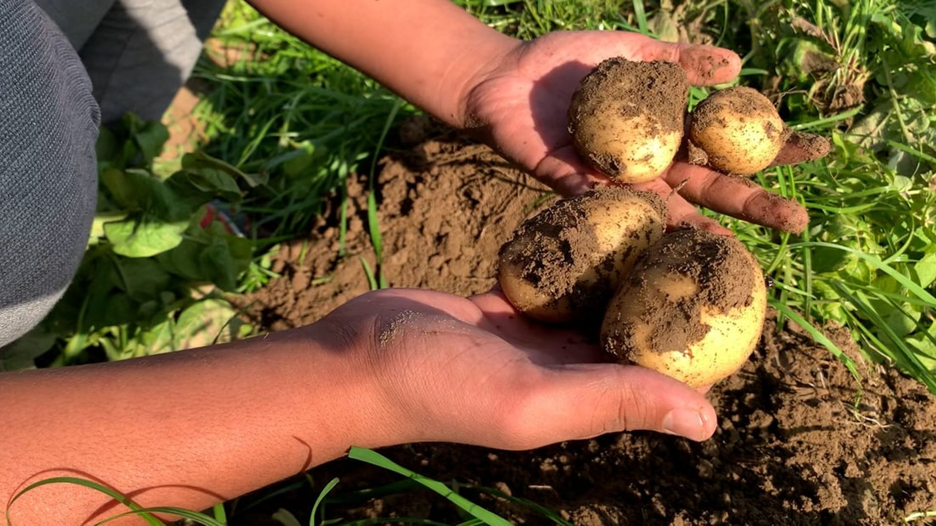 Video Potato farmers in Abu Ghraib face economic challenges despite high production