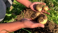 Video: Potato farmers in Abu Ghraib face economic challenges despite high production