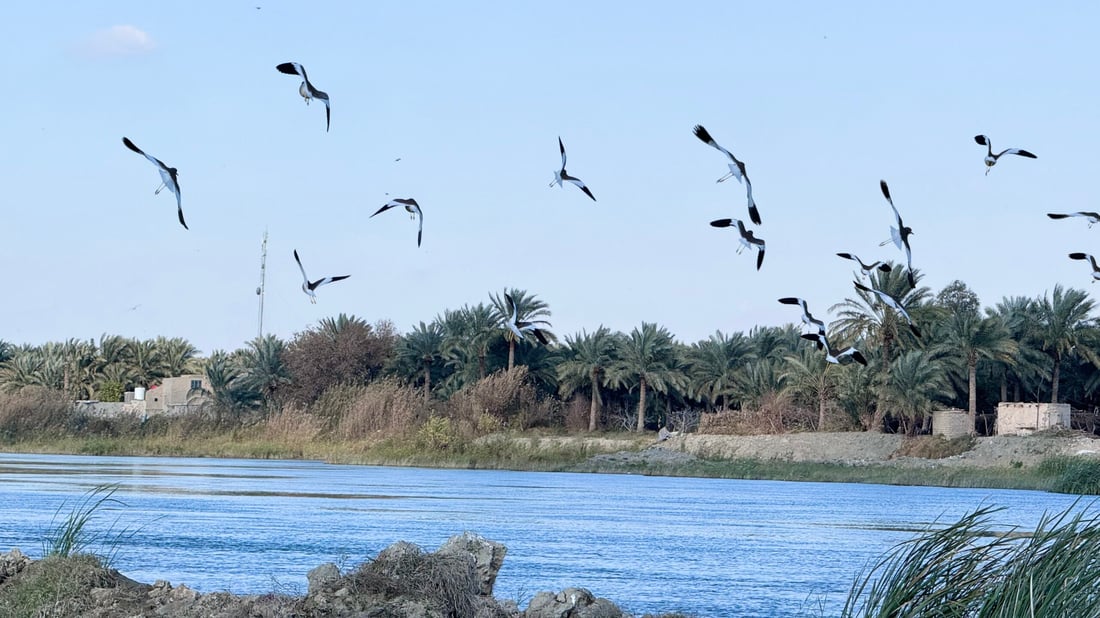 صور: عادت النوارس مع طيور الخطاف إلى شط المشخاب.. صيدها ممنوع بأمر الدولة!