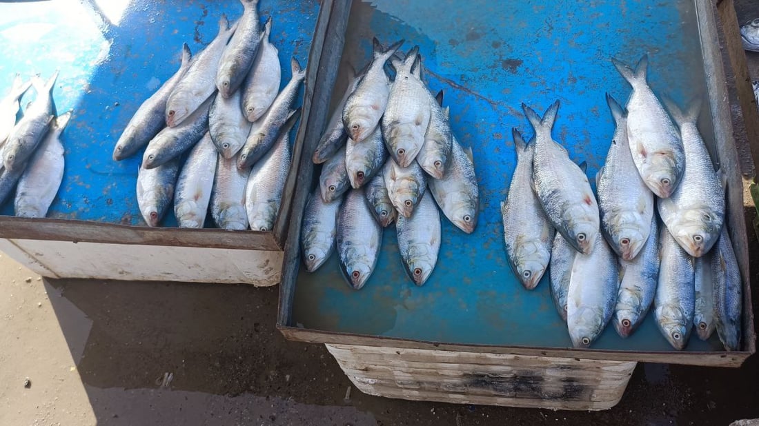 قائمة بأسعار السمك في مرسى النقعة جنوبي البصرة لهذا اليوم (صور)