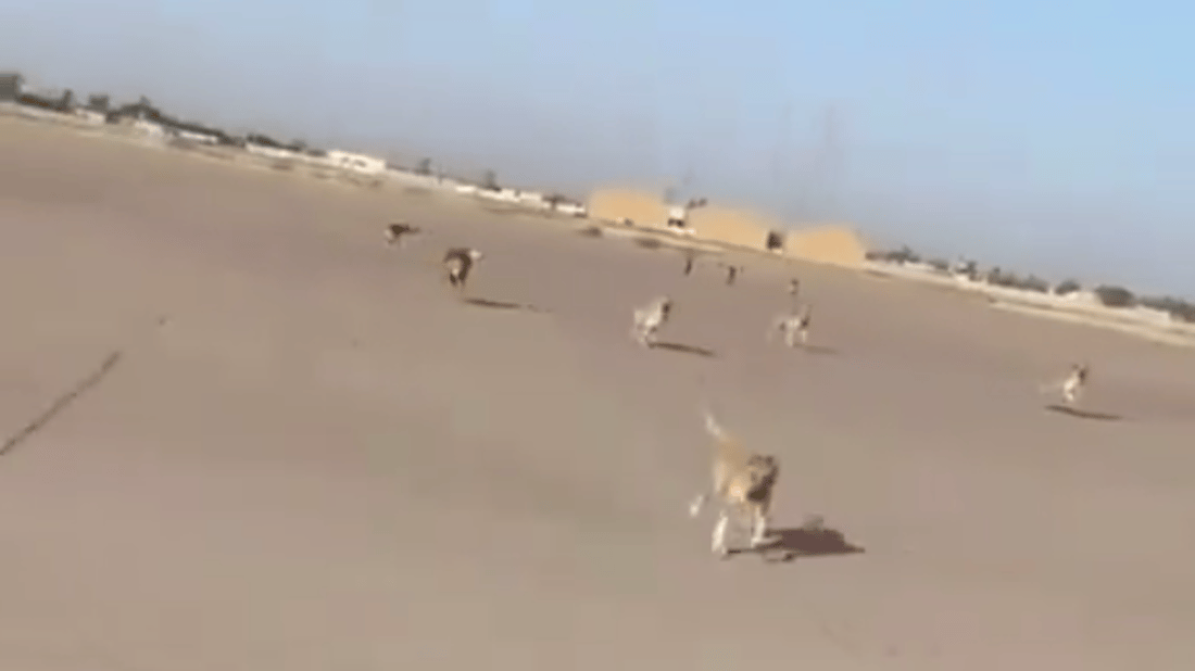 فيديو قطيع الكلاب في مطار بغداد قديم.. يريدون عرقلة حملتنا ضد الفساد – وزارة النقل