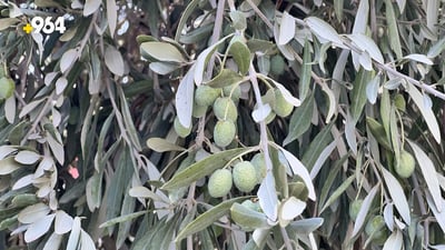 Green olive harvest comes early in Haditha amid unprecedented heatwave
