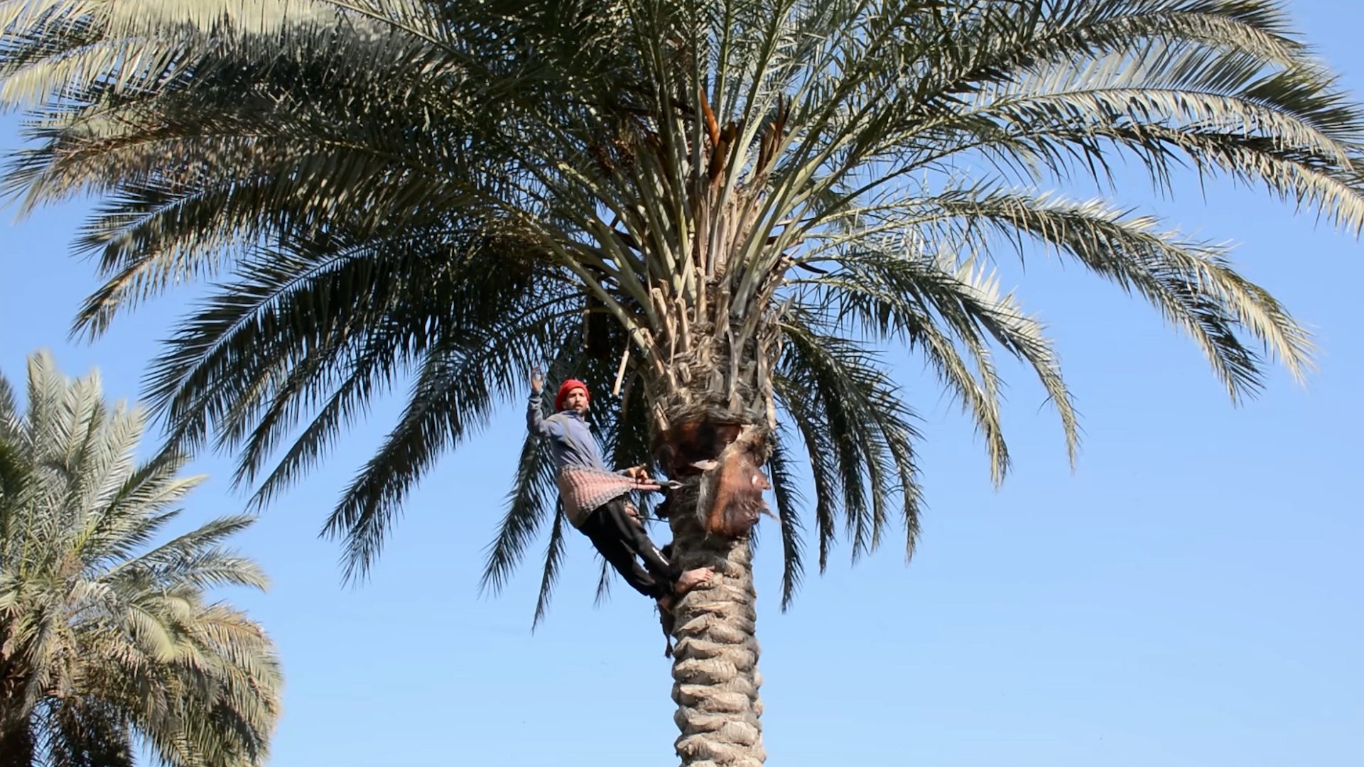 فيديو لنخيل الإسحاقي الباسق في صلاح الدين.. حاتم يتسلق ويكرّب ويحلم بالزواج