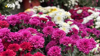 Sulaymaniyah nurseries flourish with daisies ahead of the winter season