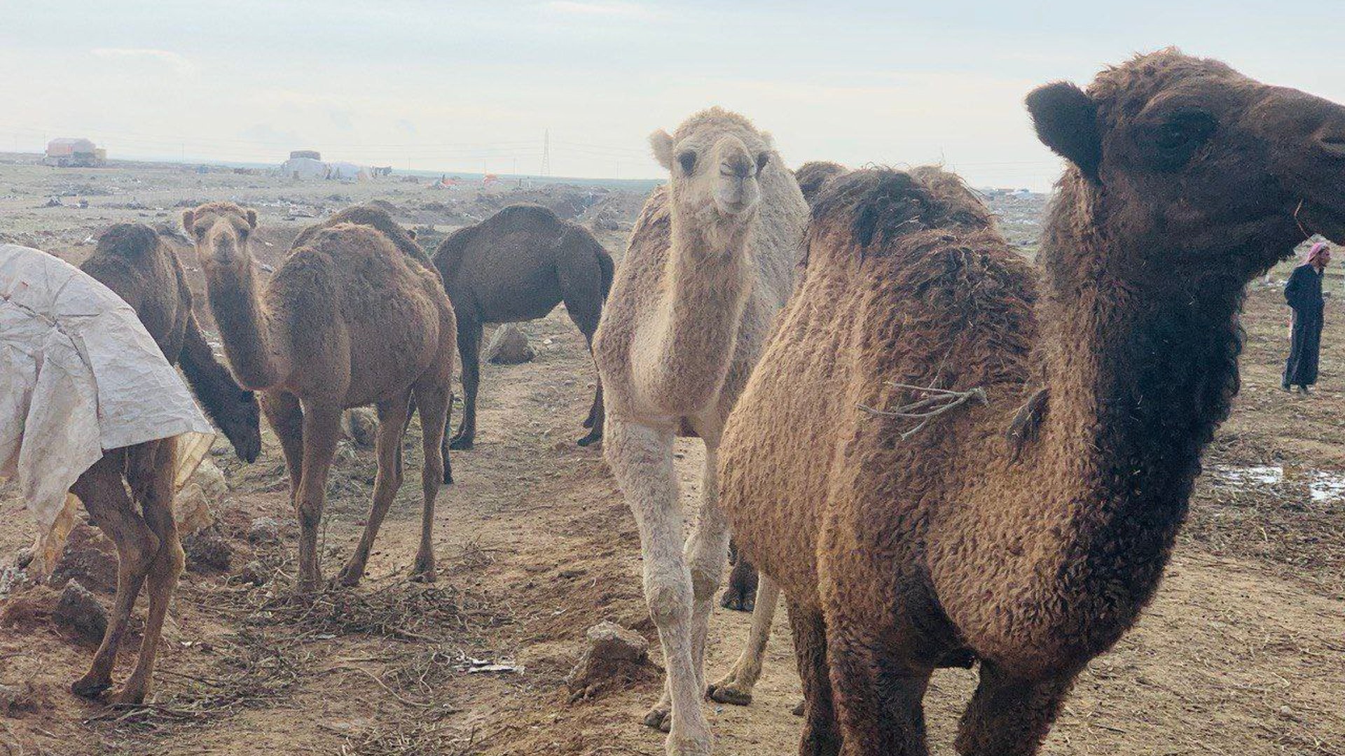 Nomadic camel drivers move to lush pastures in western Mosul after recent rains