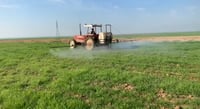 فيديو: هكذا يحمي الفلاحون حقول الحنطة في ربيعة من 