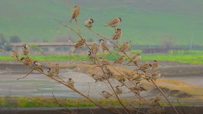 Urbanization in Pishdar leads to decline in sparrow populations