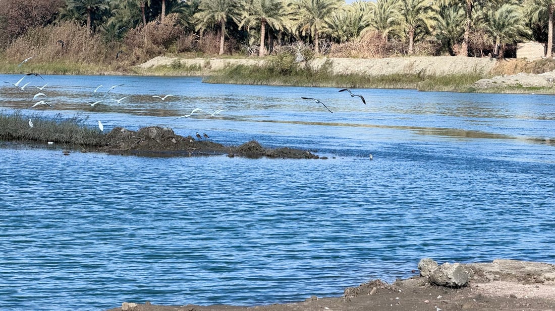 صور: عادت النوارس مع طيور الخطاف إلى شط المشخاب.. صيدها ممنوع بأمر الدولة!