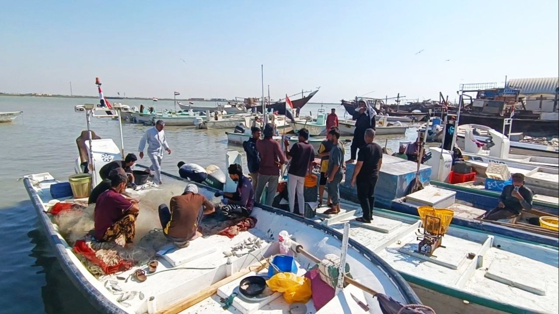 مرسى النقعة: قائمة بأصناف وأسعار السمك في مزاد الفاو صبيحة الثلاثاء (صور)