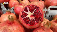 Kurdistan investment authority to export Kurdish pomegranates to Qatar