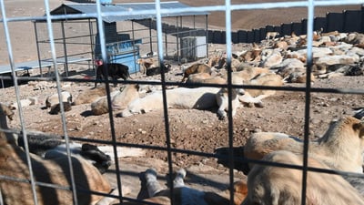 Plans to release spayed stray dogs in Erbil under review