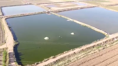 فيديو من الجو: هكذا يطمر البوكلن أحواض السمك في كركوك.. الردم شمل ألفاً منها