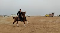 حصان إيراني 