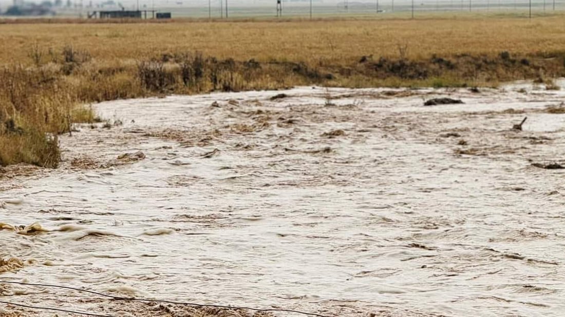 Heavy rainfall destroys over 2400 acres of wheat and barley