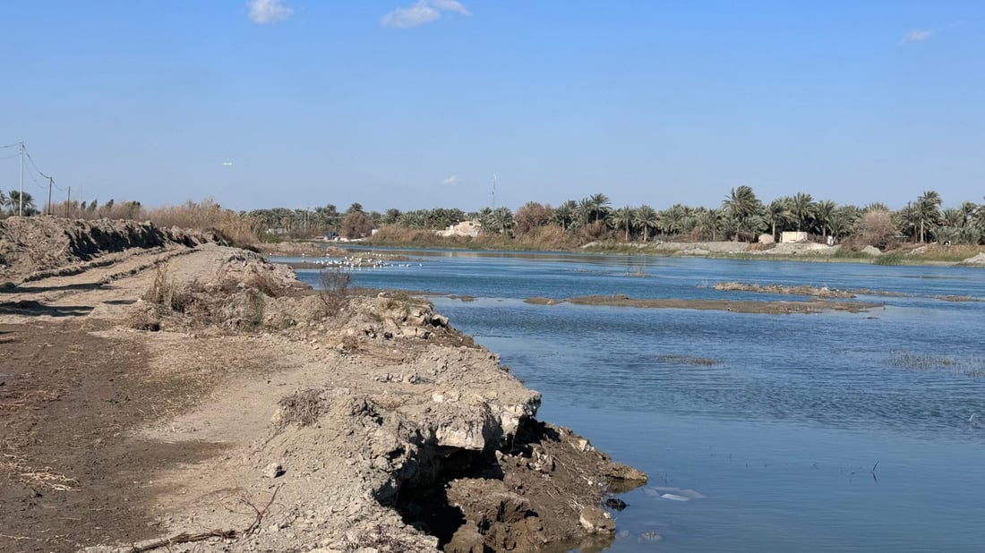 صور: عادت النوارس مع طيور الخطاف إلى شط المشخاب.. صيدها ممنوع بأمر الدولة!