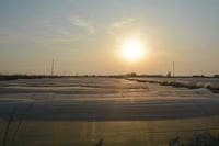 Agriculture department distributes fertilizer and insecticides in Al-Zubair