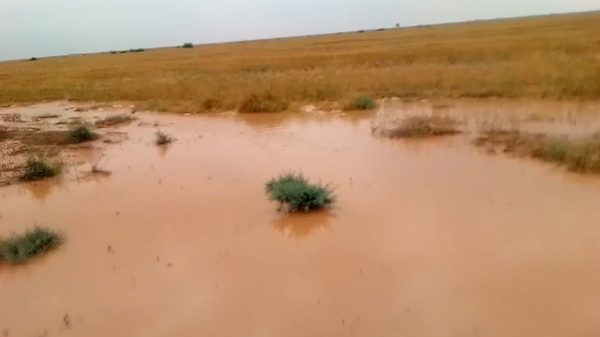 شاهد: بادية واسط تغرق بالسيول.. المطر سبق الحصاد والقمح تلف في مزارع 