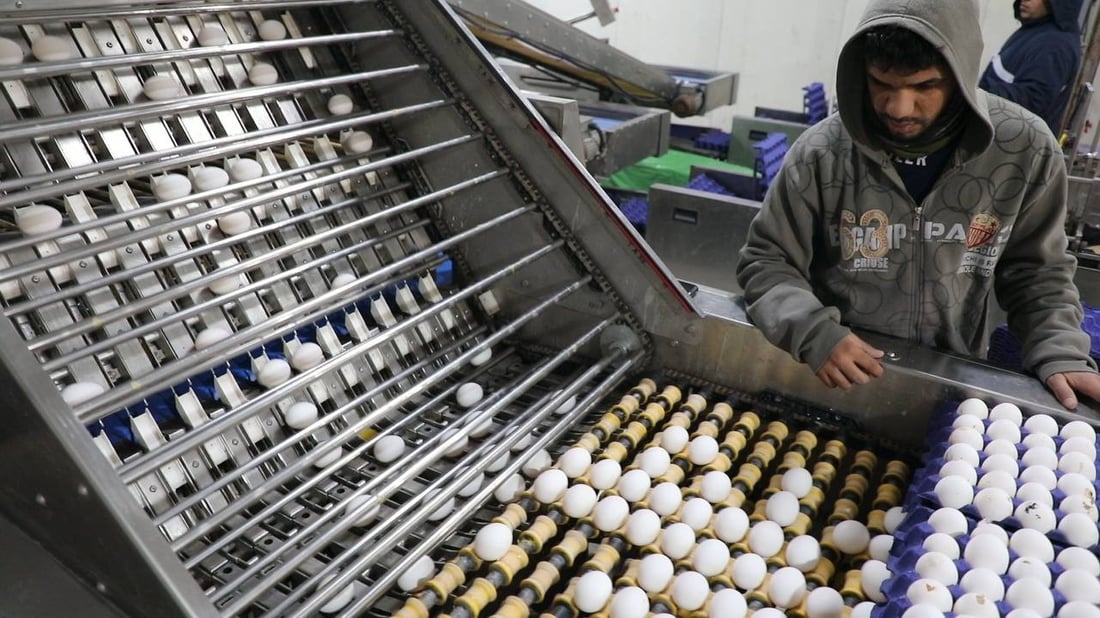 الزراعة: دواجن الزبير تنتج ربع حاجة العراق من البيض وتعمل بتقنيات حديثة