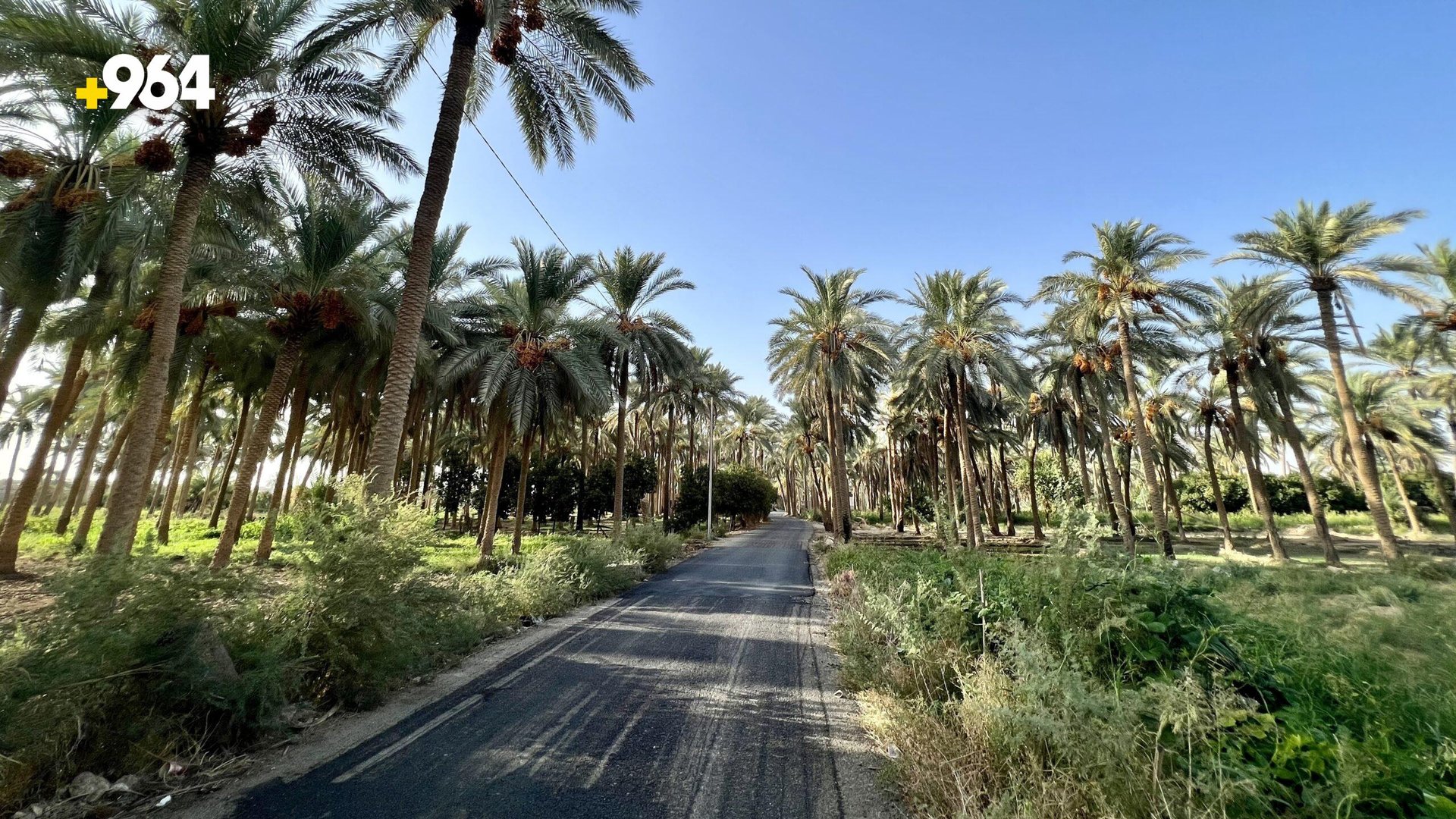 صور ساحرة من حديثة: البساتين خلابة والفلاحون ينتظرون "الحصاد الذهبي"