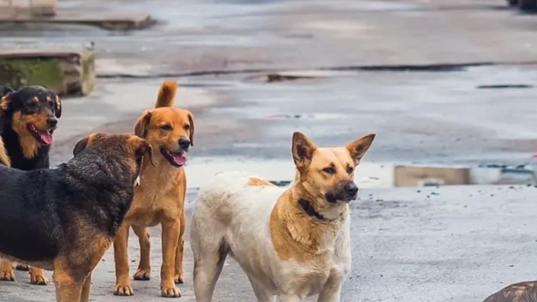 Stray dogs in Al-Ghadeer village prompts calls for humane control measures