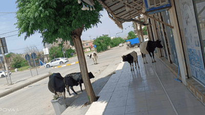 Stricter regulations imposed on livestock roaming across Kurdistan Region