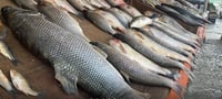 Fish prices spike in Duhok following closure of fish ponds