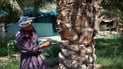 عاد من إيران وصنع غابة صغيرة قرب سوق الشيوخ و”بنك نخيل” (فيديو)