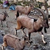 The wild goats roaming through Kurdistan's mountains