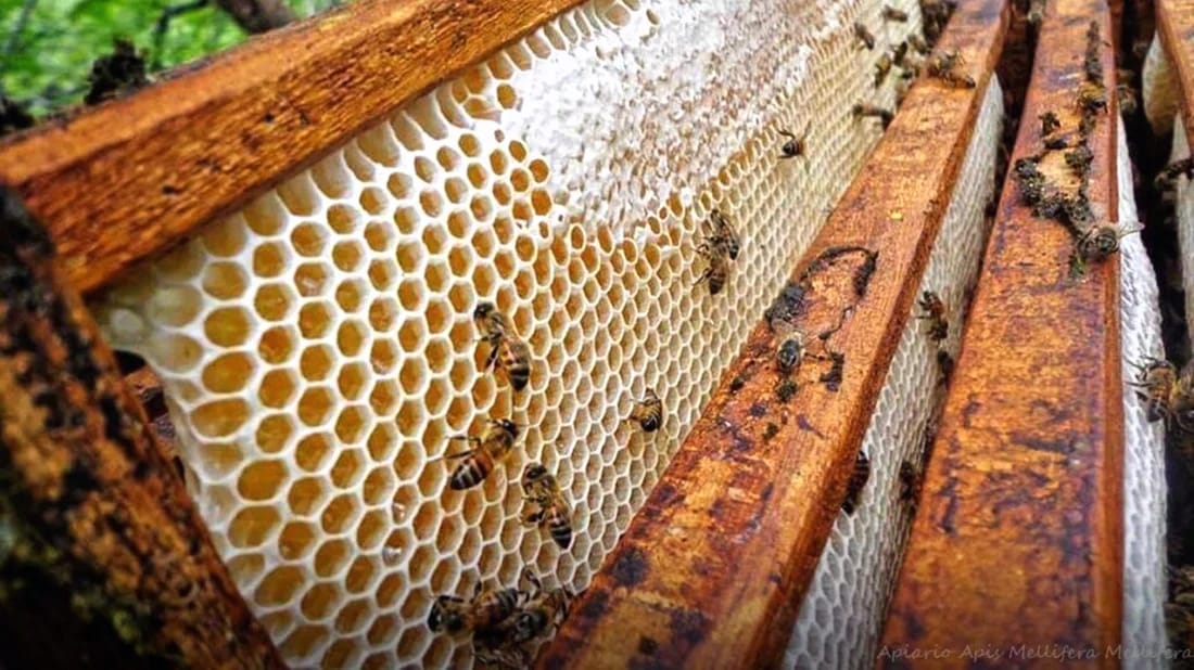 Barzan Agriculture Center plans beekeeping course
