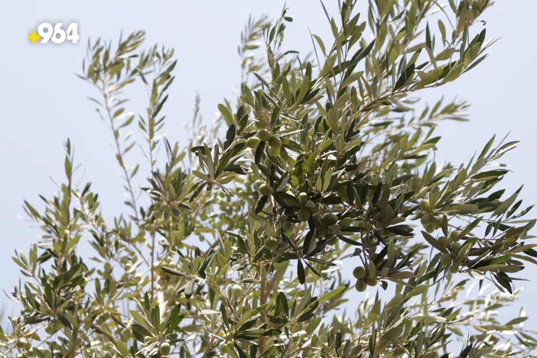 Olive prices jump amid early harvest season
