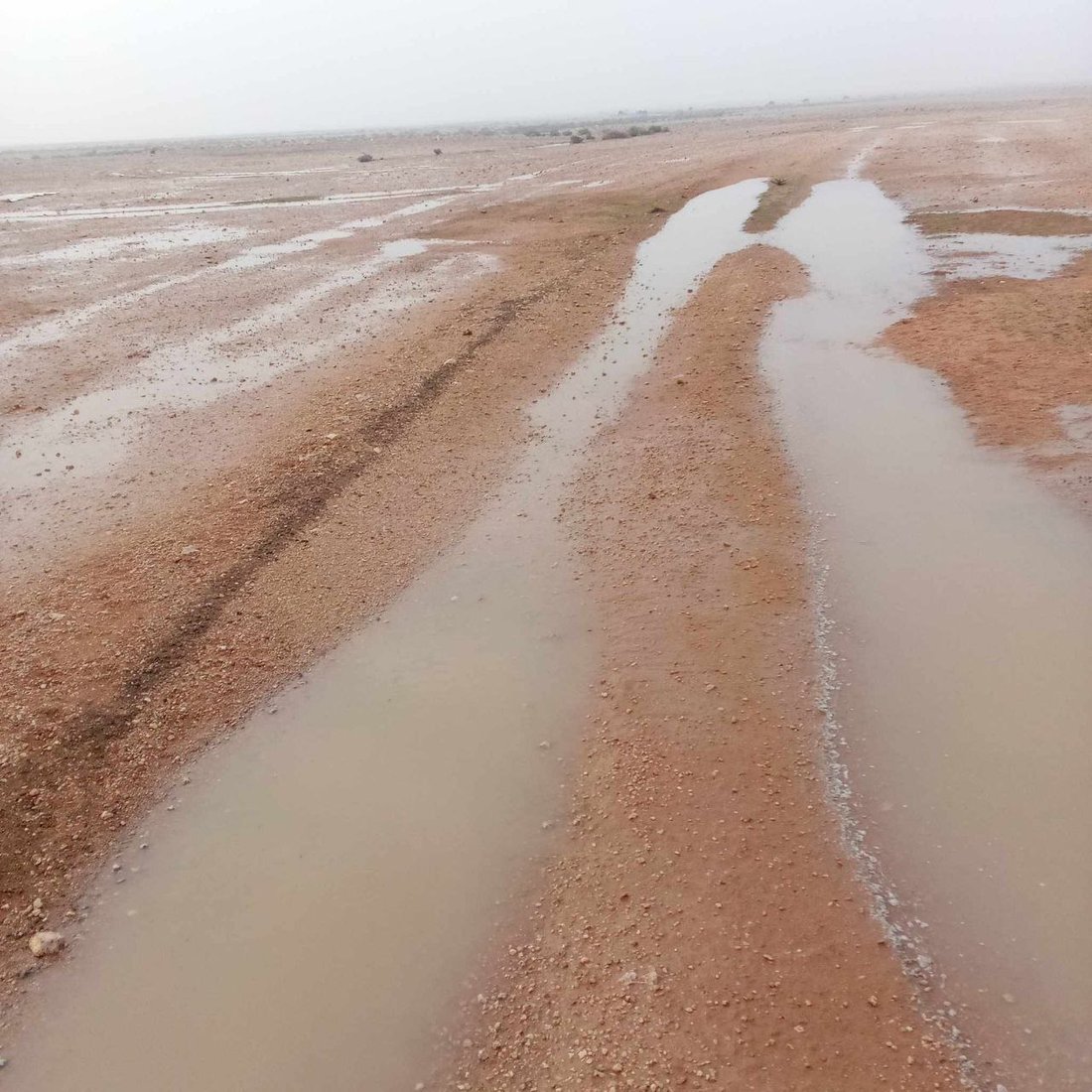 سيول تهدر من جهة السعودية والأمطار تستمر الجمعة.. الكمأ ظهر في السماوة (صور)