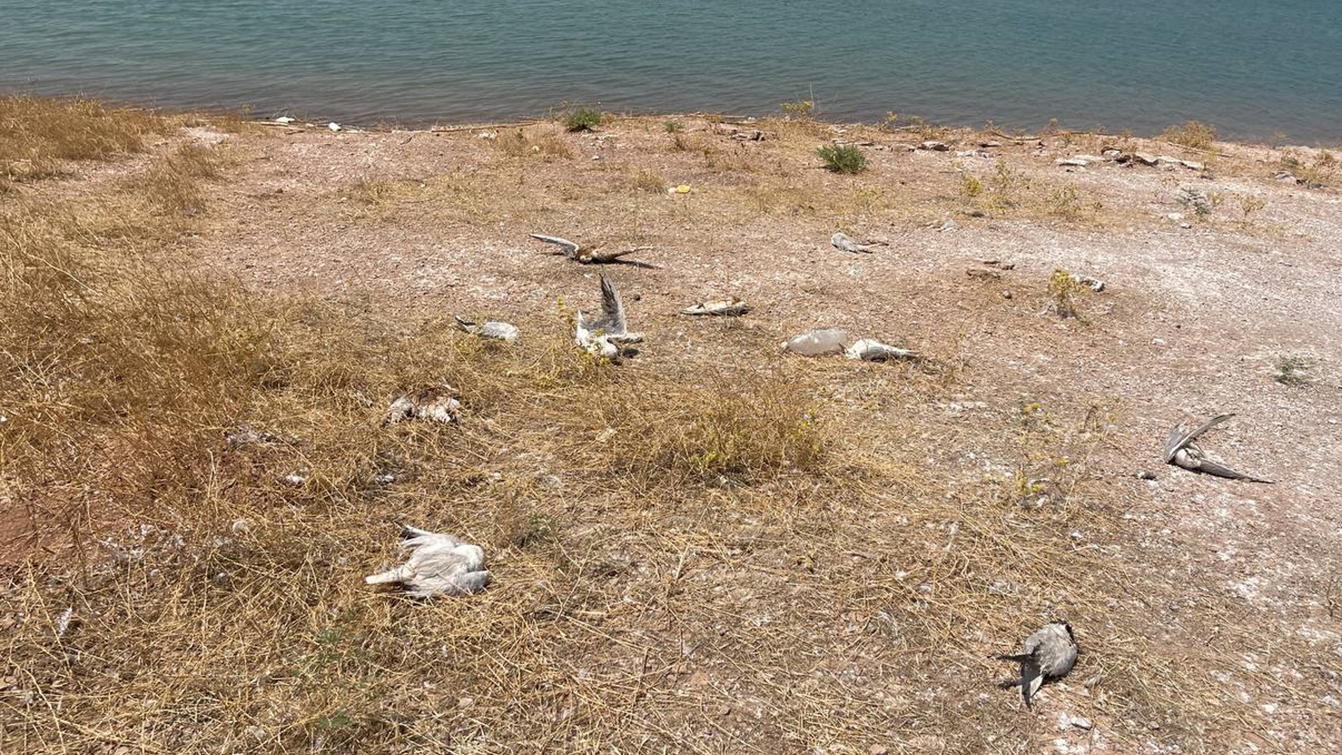 Mass gull deaths at Mosul Dam under investigation