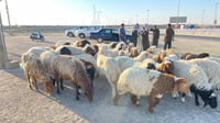 رسالة من باعة الأضاحي للعيداني: افتح سيطرات البصرة أما?...
