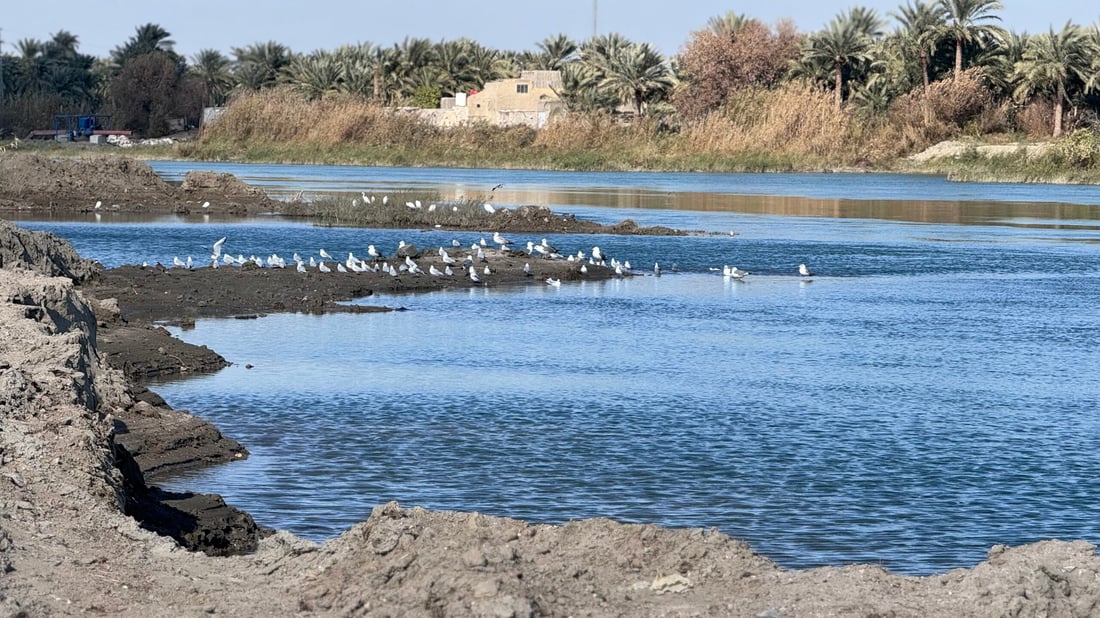 صور: عادت النوارس مع طيور الخطاف إلى شط المشخاب.. صيدها ممنوع بأمر الدولة!