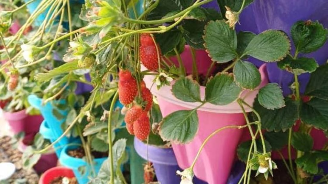 Basra scientists successfully cultivate top strawberry varieties in soilless pods