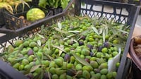 Duhok produces over 34,000 tons of olives annually